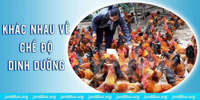 sv88 đăng nhập roulette hôm nay
