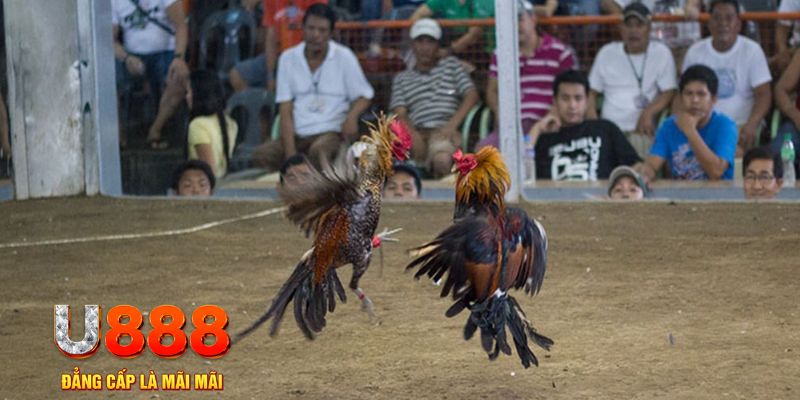 sv88 đăng nhập mậu binh khuyến mãi