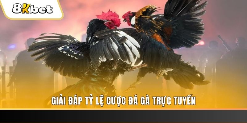 sv88 trực tiếp đá gà thomo