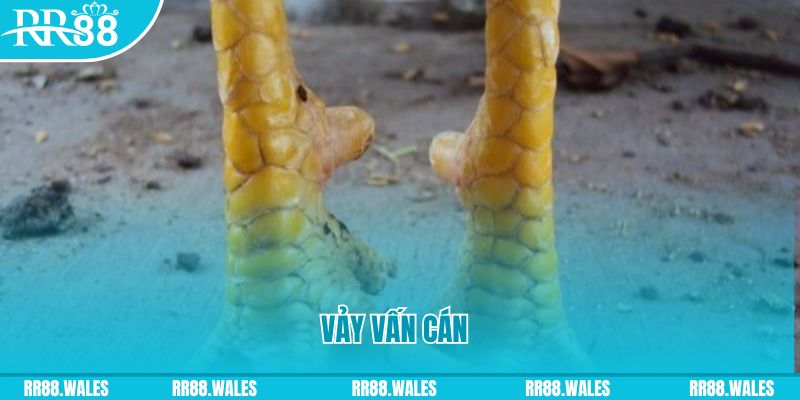 sv88 Phi Đội Ưu Tú
