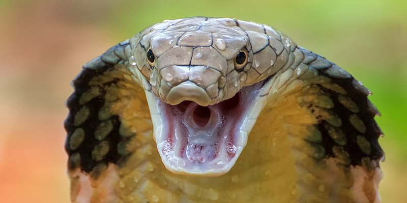 sv88 nổ hũ la gi